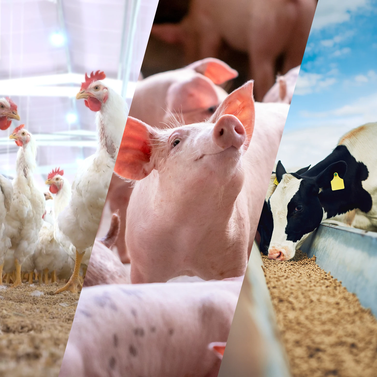 BinTrac serves livestock production industries including hog farmers and poultry producers