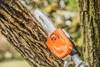 Stihl HT 56 CE pole pruner in action tree trimming