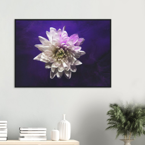 Floral Wall Art - Purple White Dahlia - Framed Art Print