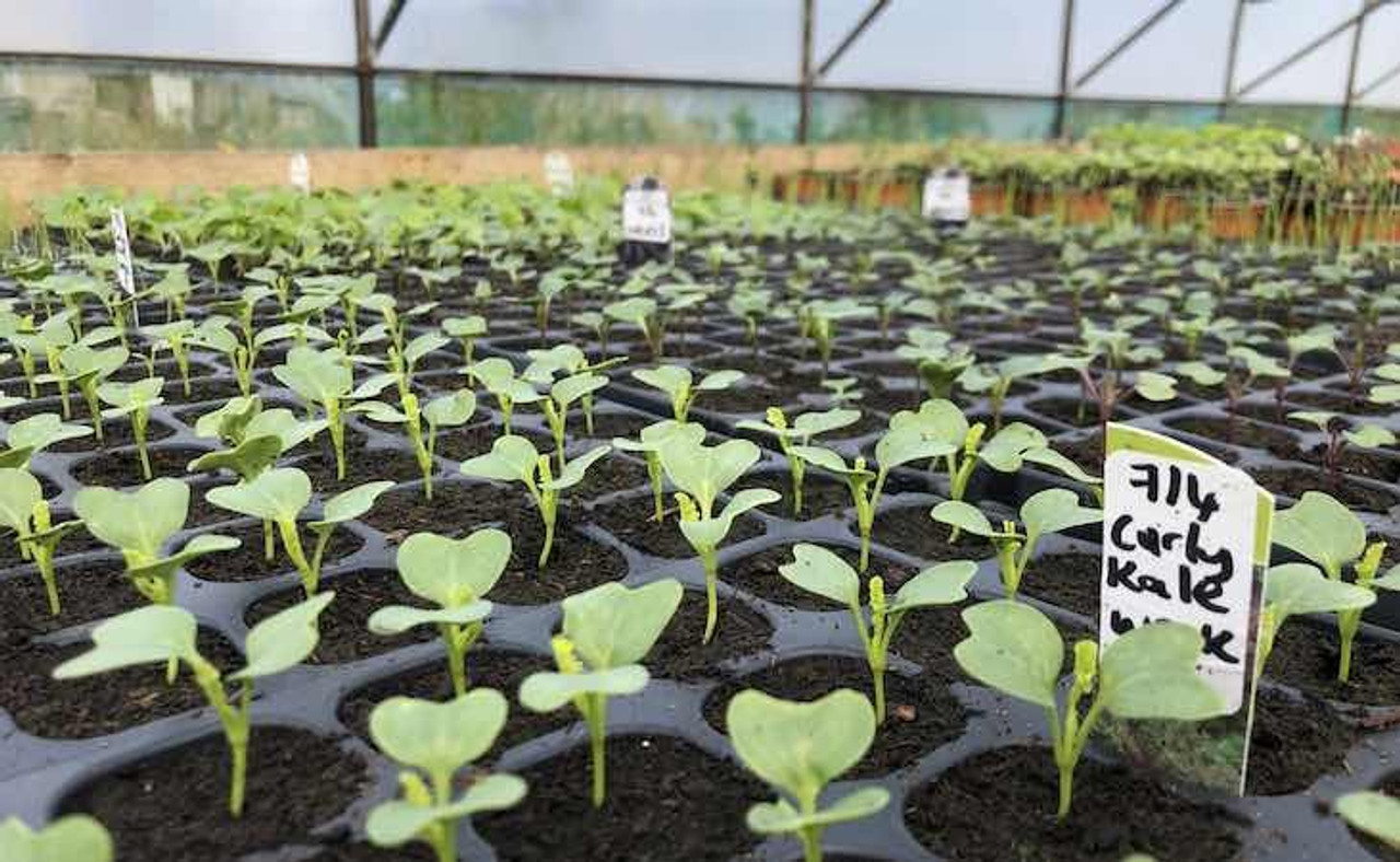 Flower Seedlings