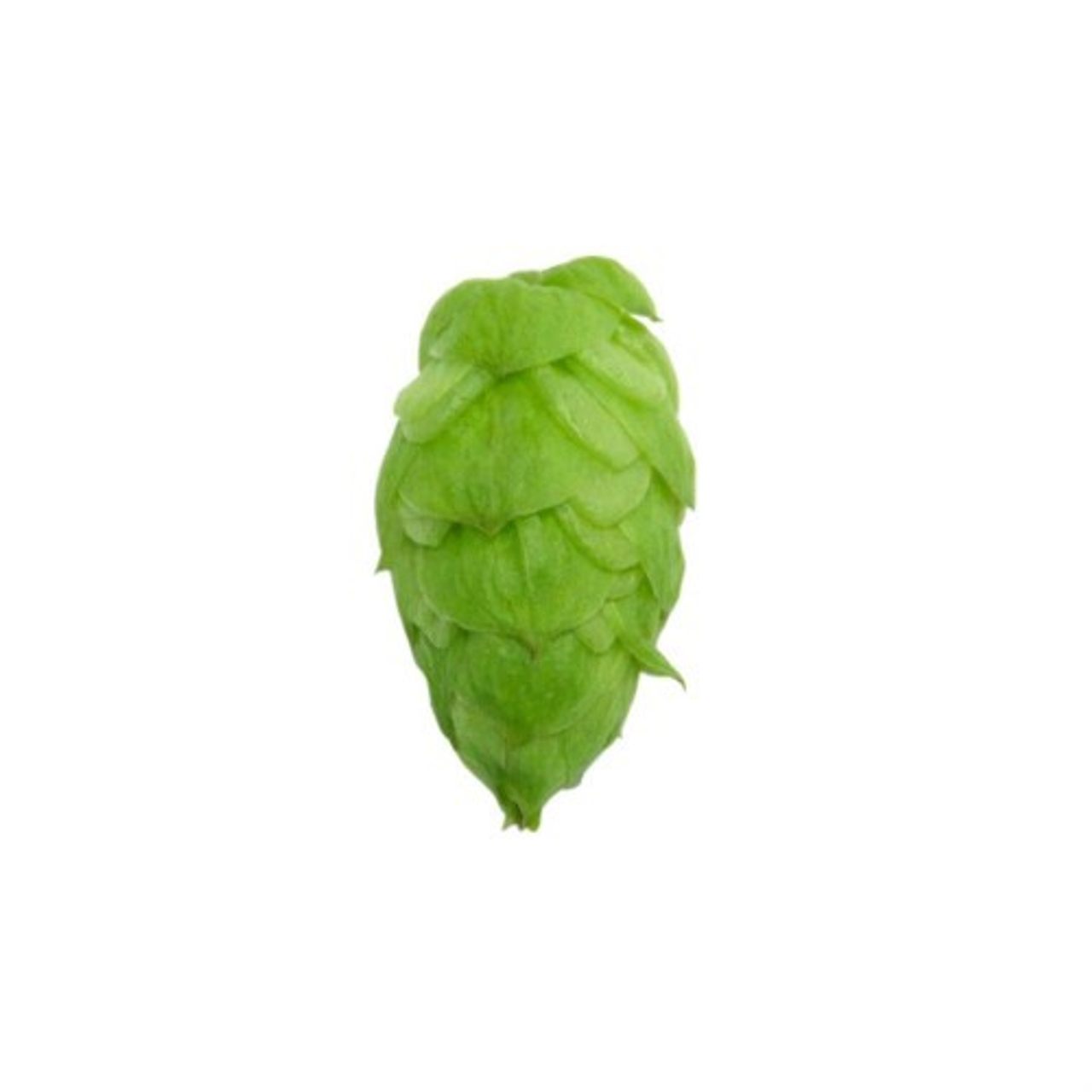 citra hops