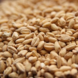 White Wheat Malt - Per Pound