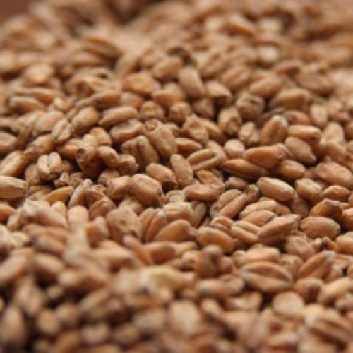 German Wheat Malt - Per Pound