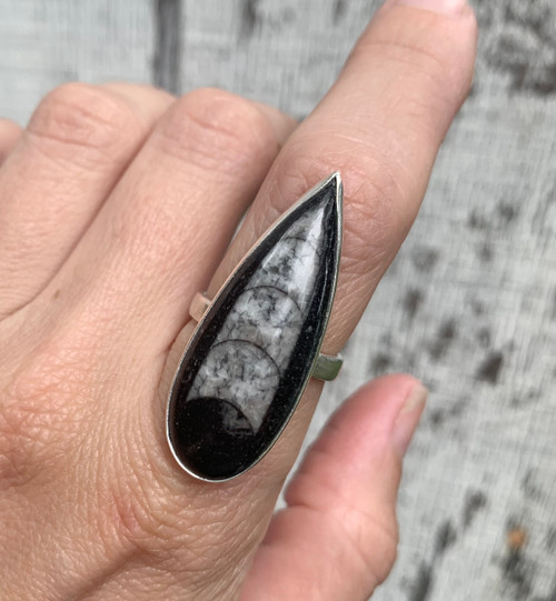Unique Rocker Statement Teardrop Orthoceras Fossil Skeleton  Sterling Silver Ring
