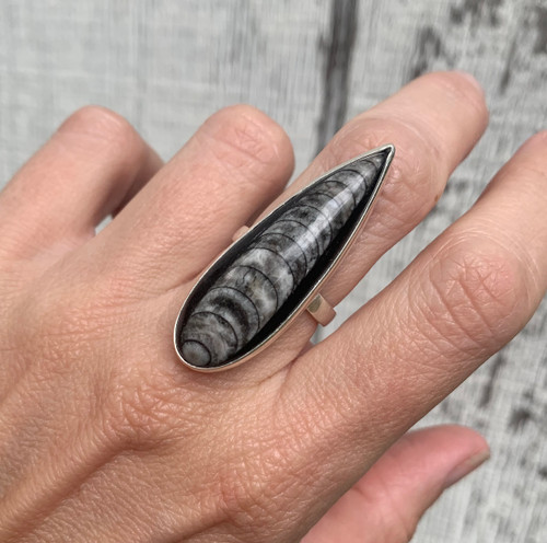 Rocker Statement Teardrop Orthoceras Fossil Skeleton Sterling Silver Ring Size 7.5-8.5