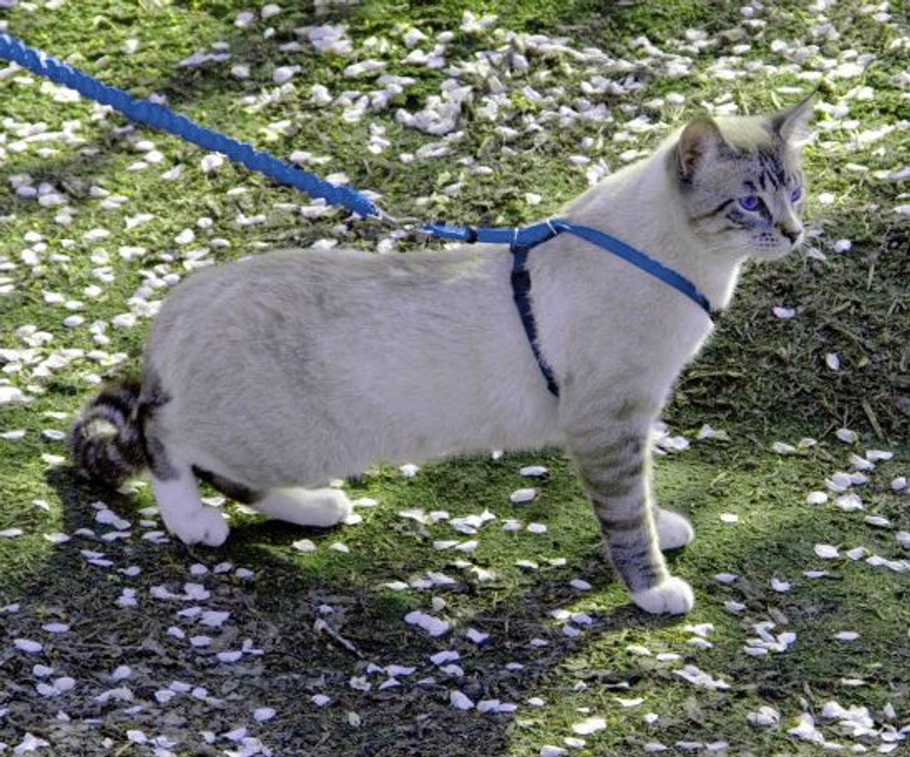 Come With Me Kitty Harness & Leash Combo - Northwest Pets