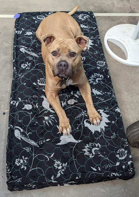 Indie Ella Dog Bed Mattress in Nightingale