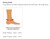 Sizing Guide -  Össur Rebound Foot Up Ankle Brace - Ankle Cuff