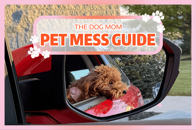 Paw-sitively Pristine: The Pet Mom's Guide to a Fur-Free & Fresh Car!