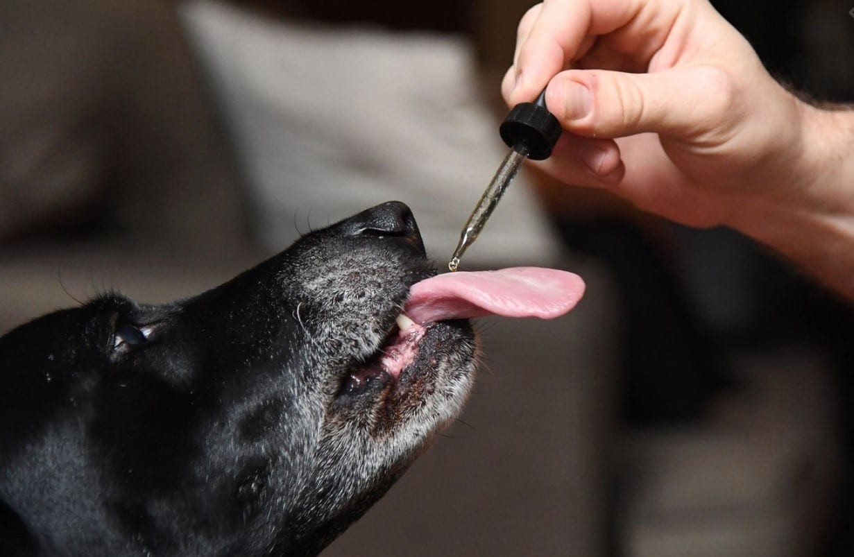 CBD Oil For Pets.  What Does it Do?