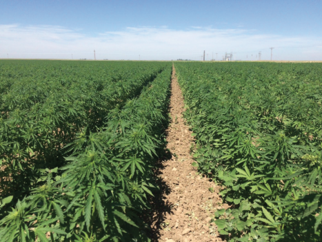 Hemp May Be the World's Most Sustainable Crop