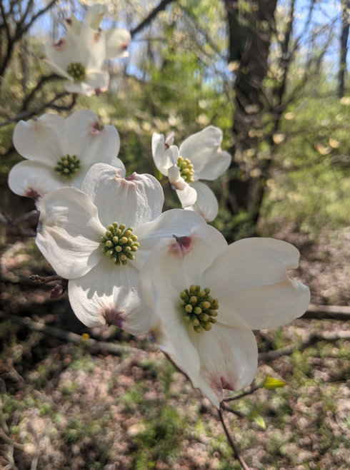 Flowering Dogwood