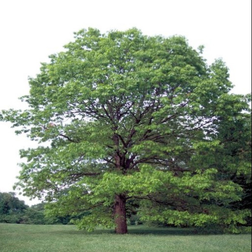 White Oak