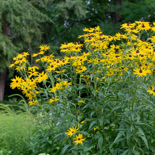 Sweet Black-Eyed Susan