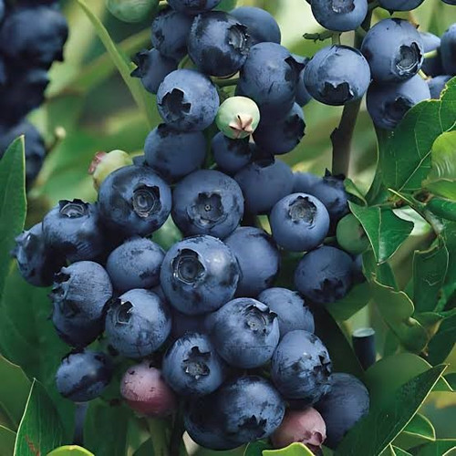 Highbush Blueberry