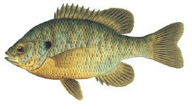 Bluegill
