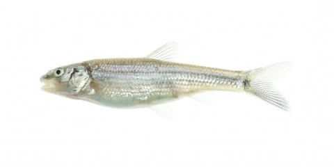 Flathead Minnows (feeder fish) Sold in quantities of 100