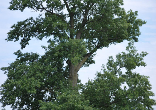 Shumard Oak