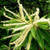 Hybrid Chestnut