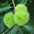Hybrid Chestnut