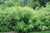 Gro Low Fragrant Sumac