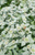 Clustered Mountain Mint