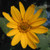 Early Sunflower