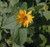 Early Sunflower