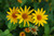 Early Sunflower