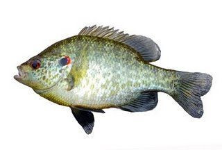 Red Ear Shellcracker