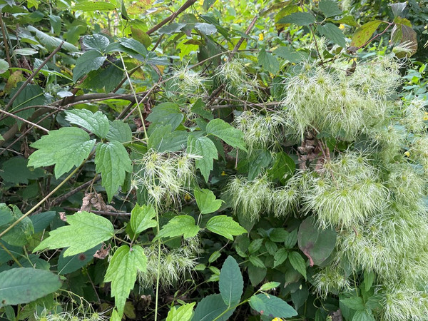 Virgin's Bower