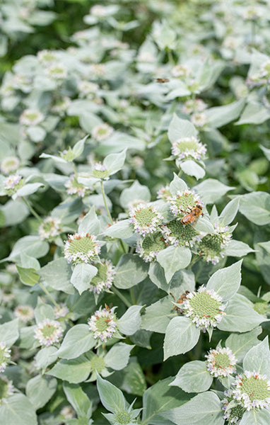 Clustered Mountain Mint