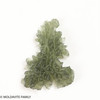 BESEDNICE MOLDAVITE 6.63 GRAMS - COLLECTIBLE (MBAAA018)