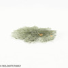 BESEDNICE MOLDAVITE 1.95 GRAMS - MUSEUM QUALITY (MB2A025)