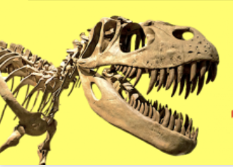 Denver Gem Show 2024