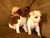 www.flickr.com/photo.gne?id=3690455078