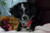www.flickr.com/photo.gne?id=2618119570