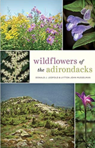 Wildflowers Of The Adirondacks