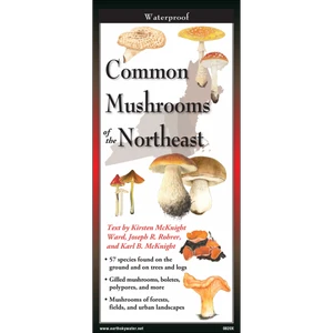 Common Mushrooms Of The Northeast