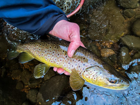 Early May River Report