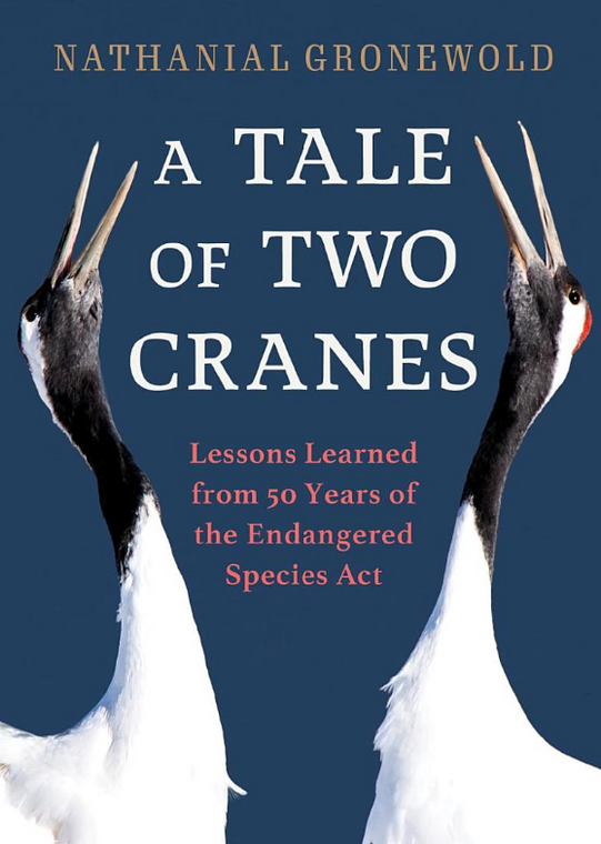 A Tale Of Two Cranes 