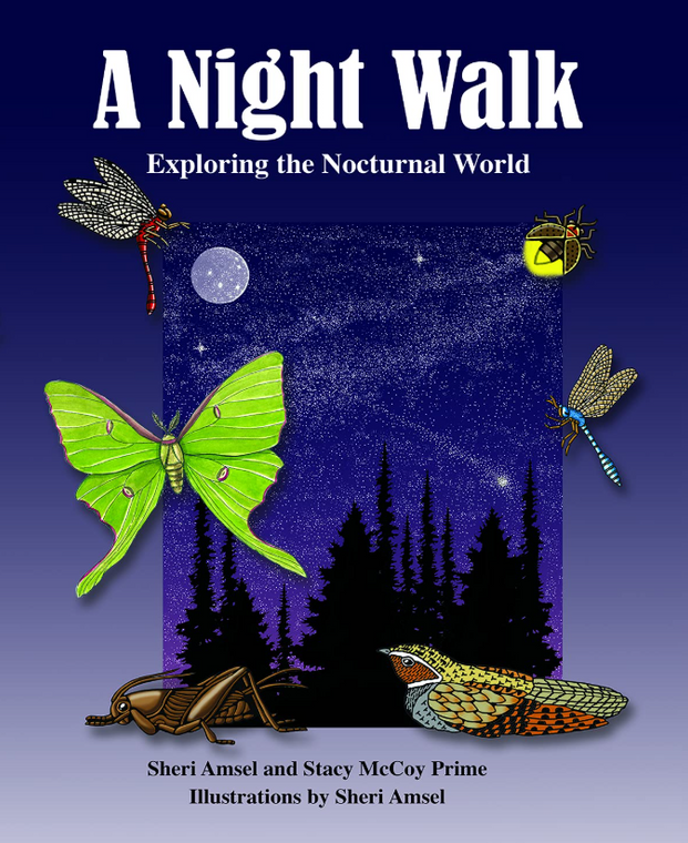 A Night Walk: Exploring The Nocturnal World
