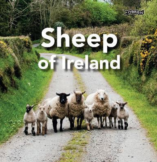 Sheep of Ireland