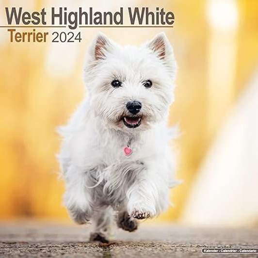 West Highland Terrier Wall Calendar 2024