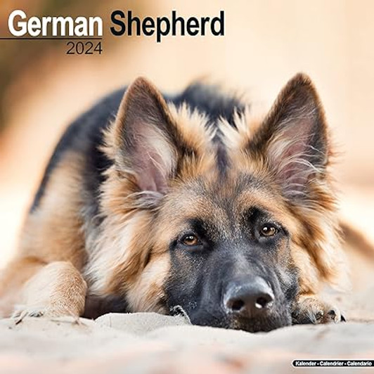 German Shepherd Wall Calendar 2024