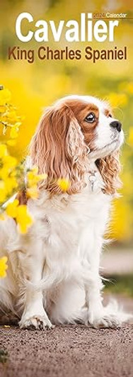 Cavalier King Charles Slim Calendar 2024