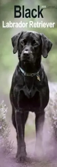 Black Labrador Retriever Slim Calendar 2025 Dog Breed Slimline Calendar - 12 Month