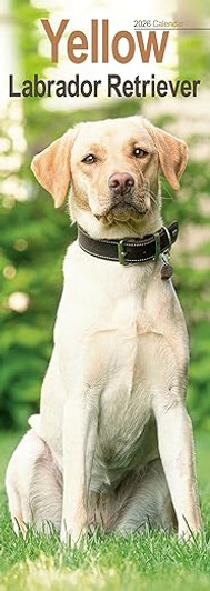 Yellow Labrador Retriever Slim 2026 Calendar
