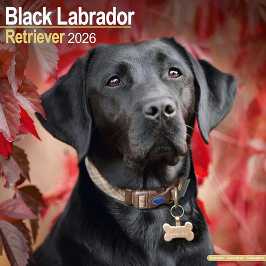 Black Labrador Retriever 2026 Calendar Square Wall Calendar