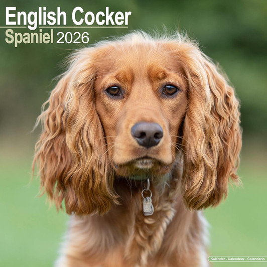 English Cocker Spaniel 2026 Calendar Square Wall Calendar
